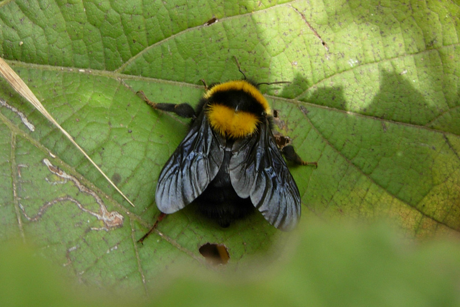 Aiuto per identificazione bombi